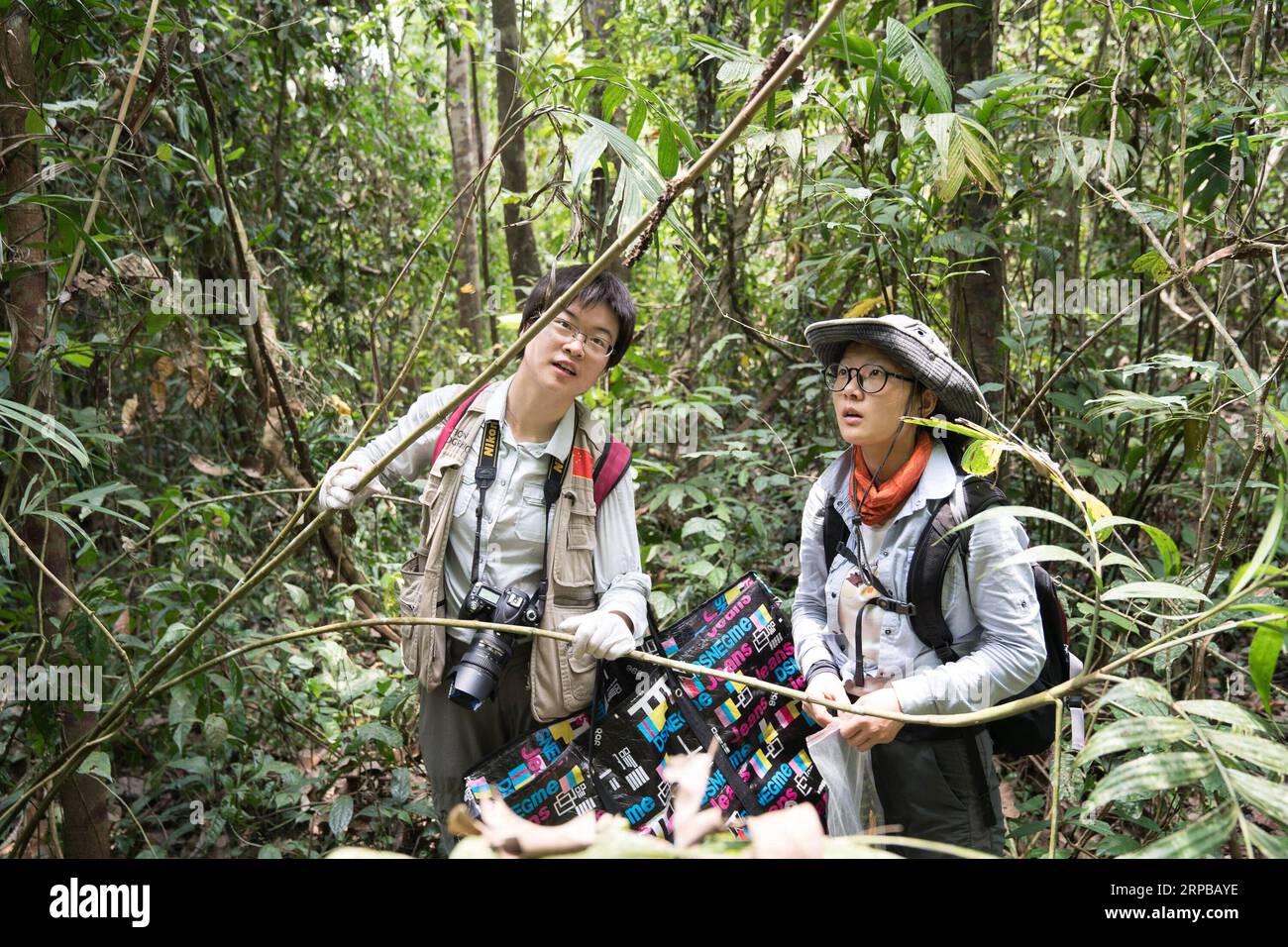(190603) -- TAMANTHI, le 3 juin 2019 (Xinhua) -- les chercheurs chinois recueillir des échantillons de plantes dans le Sanctuaire de faune de Tamanthi en Amérique du Myanmar, le 25 mai 2019. Un champ commun China-Myanmar expédition, composée avec des chercheurs de l'Institut de recherche sur la biodiversité en Asie du Sud-Est de l'Académie des Sciences Chinoise (CAS-SEABRI) et les ressources naturelles et la conservation de l'environnement du Myanmar, est en train de faire des recherches sur la biodiversité de la faune dans le nord de Tamanthi Myanmar. L'expédition, la huitième du genre depuis 2014, a commencé le 14 mai et durera jusqu'au 15 juin. (Xinhua/Jin Liwa Banque D'Images