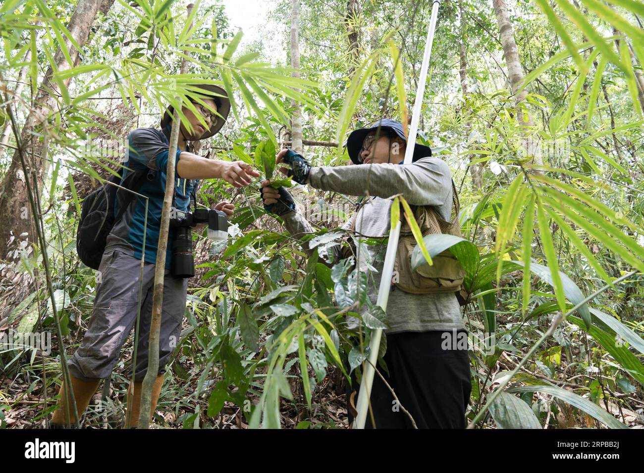 (190603) -- TAMANTHI, 3 juin 2019 (Xinhua) -- des chercheurs chinois recueillent des échantillons de plantes dans le sanctuaire de faune de Tamanthi, dans le nord du Myanmar, le 26 mai 2019. Une expédition conjointe Chine-Myanmar, composée de chercheurs de l’Institut de recherche sur la biodiversité de l’Asie du Sud-est, de l’Académie chinoise des sciences (cas-SEABRI) et de la conservation des ressources naturelles et de l’environnement du Myanmar, mène des recherches sur la biodiversité du sanctuaire de faune sauvage de Tamanthi dans le nord du Myanmar. L’expédition, la huitième du genre depuis 2014, a débuté le 14 mai et durera jusqu’au 15 juin. (Xinhua/Jin Liwang) MYANMAR Banque D'Images