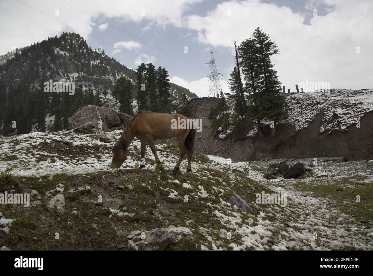 (190613) -- SRINAGAR, le 13 juin 2019 -- Un cheval broute après une chute de neige à Sonmarg, dans la banlieue de Srinagar, capitale estivale du Cachemire contrôlé par les Indiens, le 12 juin 2019.) KASHMIR-SRINAGAR-SNOWFALL JavedxDar PUBLICATIONxNOTxINxCHN Banque D'Images