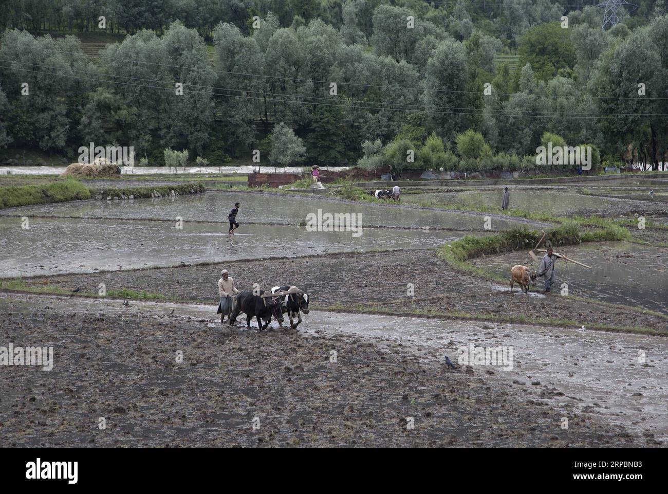 (190613) -- SRINAGAR, 13 juin 2019 -- une photo prise le 12 juin 2019 montre des agriculteurs labourant dans les rizières de Srinagar, la capitale estivale du Cachemire contrôlé par les Indiens. CACHEMIRE-SRINAGAR-AGRICULTURE JavedxDar PUBLICATIONxNOTxINxCHN Banque D'Images