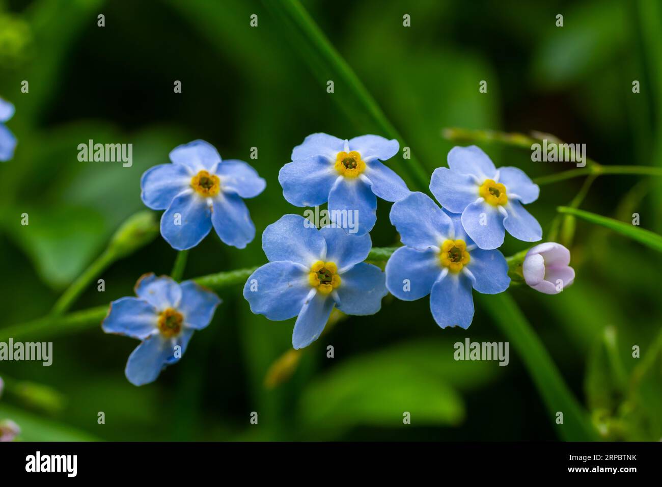 Bleu peu oubliez-moi pas de fleurs sur fond vert lors d'une journée ensoleillée en macro photographie printanière. Fleurs sauvages Myosotis aux pétales bleus Banque D'Images