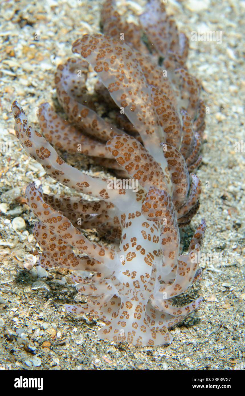 Phyllodesmium nudibranch, Phyllodesmium longicirrum, à cirri long, avec cerata avec canaux digestifs reliés aux zooxanthelles, site de plongée de Sampiri, Banque D'Images
