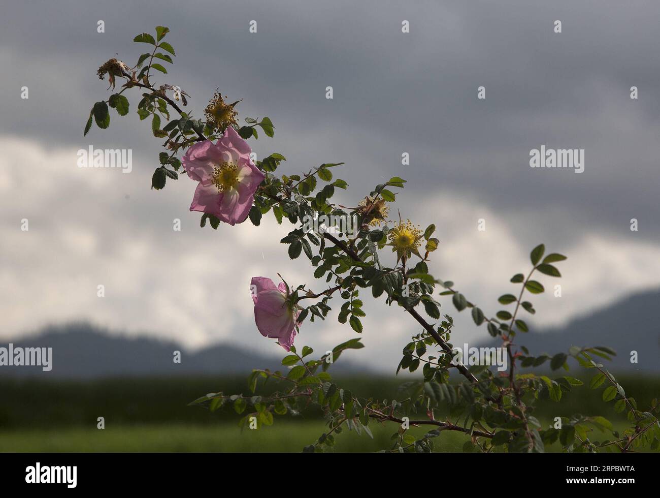 (190617) -- SRINAGAR, le 17 juin 2019 -- des roses sont vues dans les champs dans un village du district de Budgam, à environ 30 km au Sud-Ouest de la ville de Srinagar, capitale estivale du Cachemire contrôlé par l'Inde, le 16 juin 2019.) CACHEMIRE-SRINAGAR-AGRICULTURE JavedxDar PUBLICATIONxNOTxINxCHN Banque D'Images