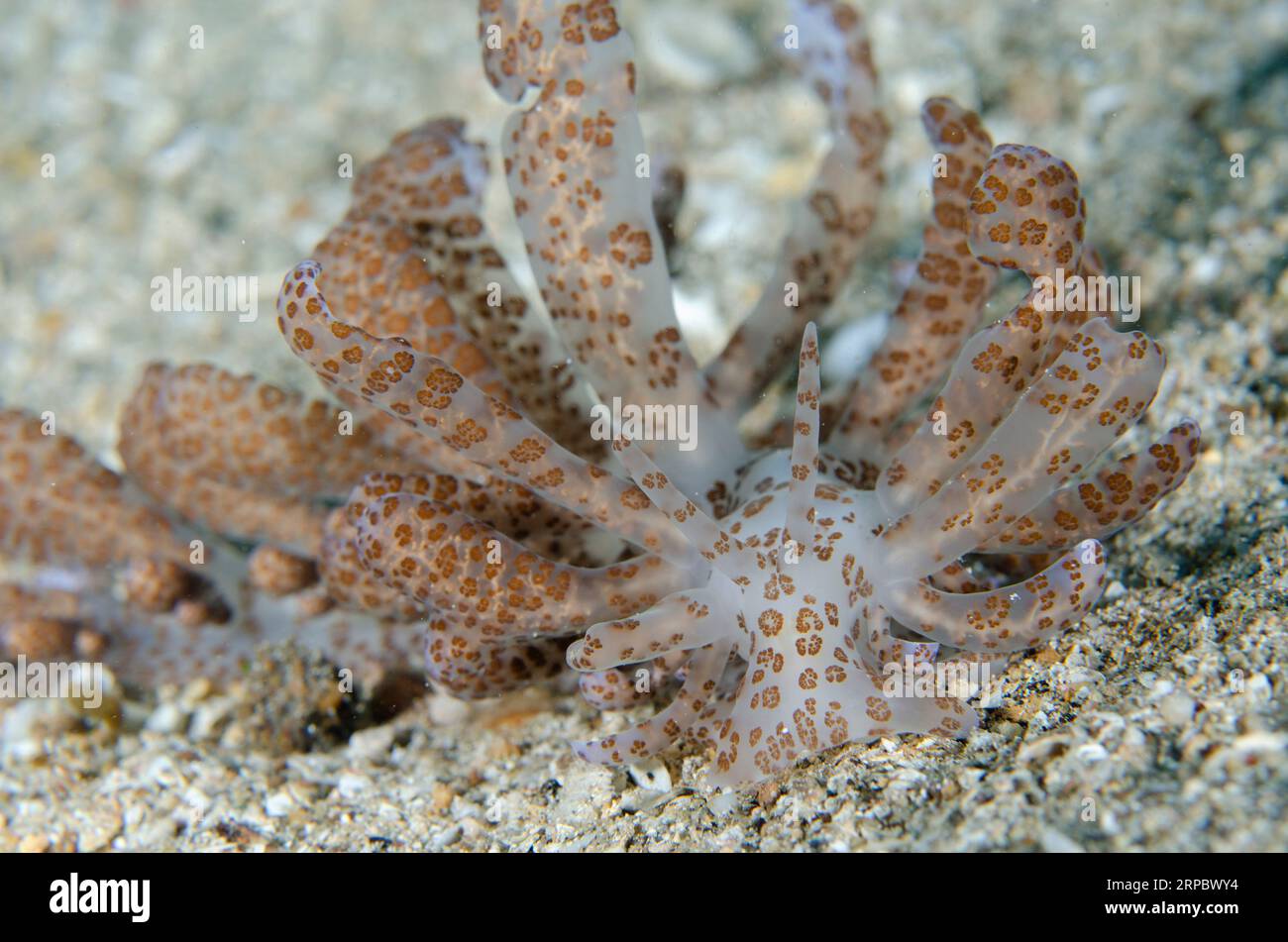 Phyllodesmium nudibranch, Phyllodesmium longicirrum, à cirri long, avec cerata avec canaux digestifs reliés aux zooxanthelles, site de plongée de Sampiri, Banque D'Images