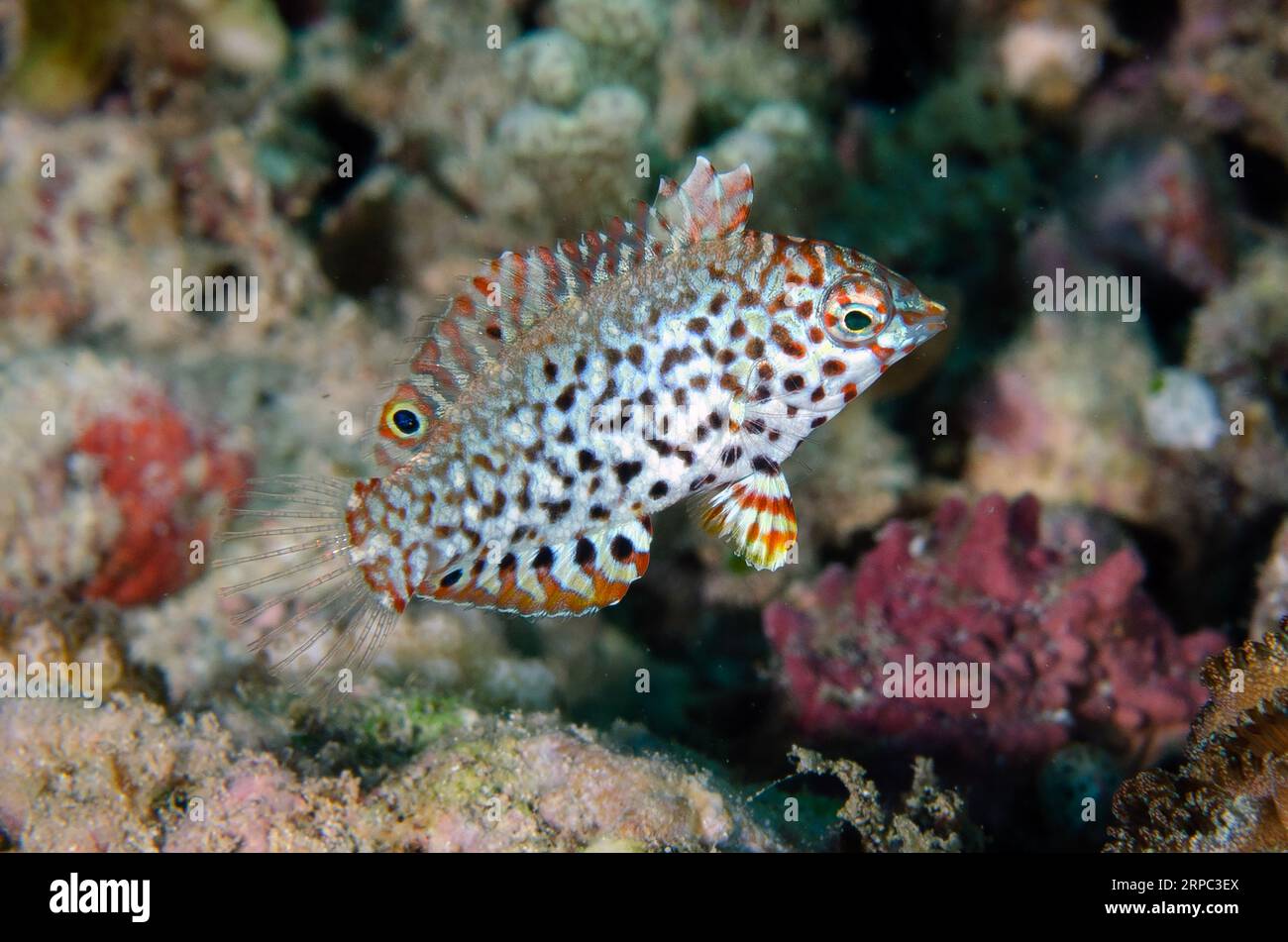 Wrasse juvénile ornée, Macrobaryngodon ornatus, site de plongée Murex House Reef, île Bangka, Sulawesi nord, Indonésie Banque D'Images