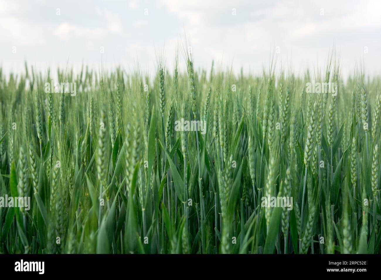 Terre de blé vert cultivé en été Banque D'Images