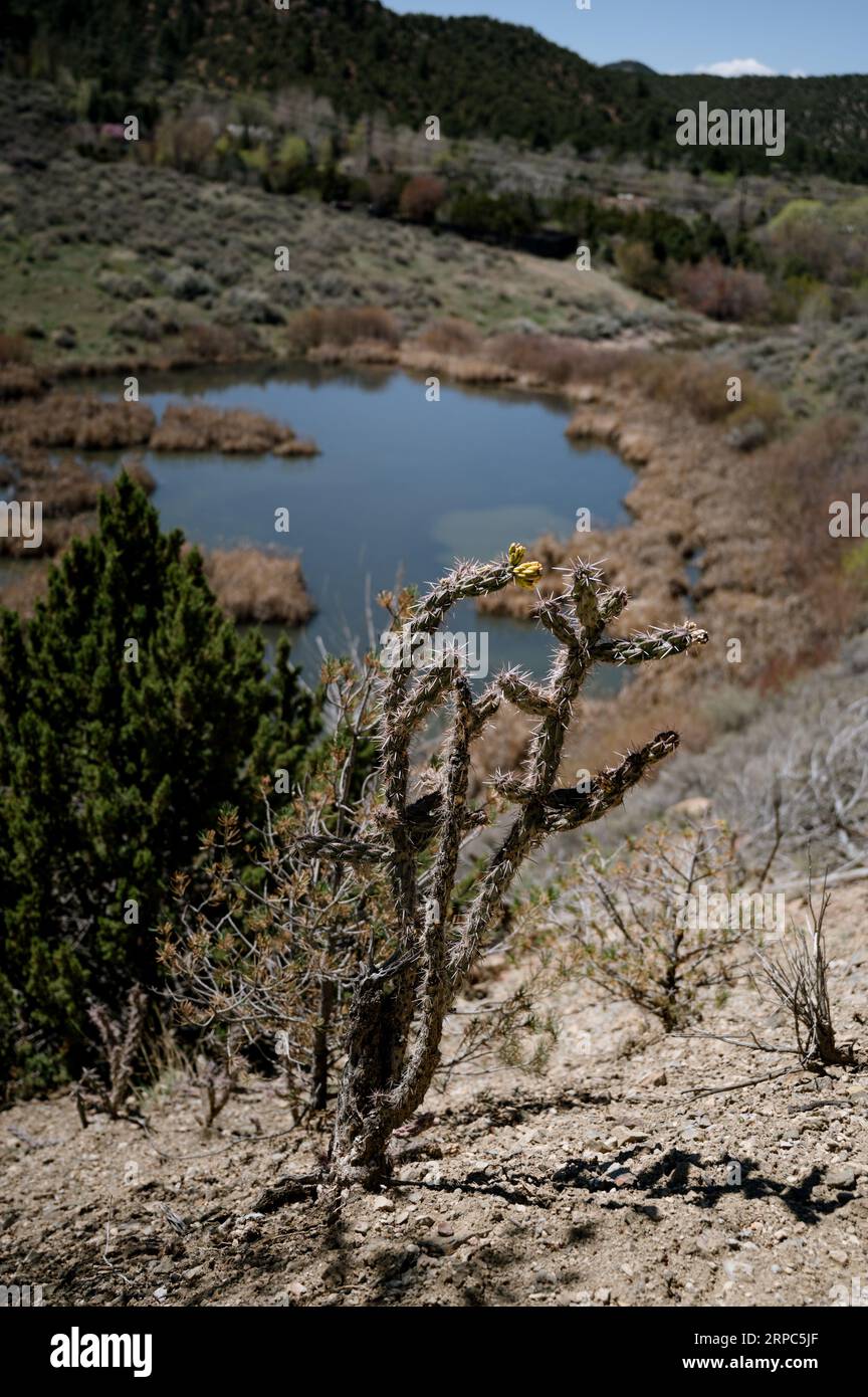 Cactus de bâton de marche en premier plan avec étang et forêt en arrière-plan Banque D'Images