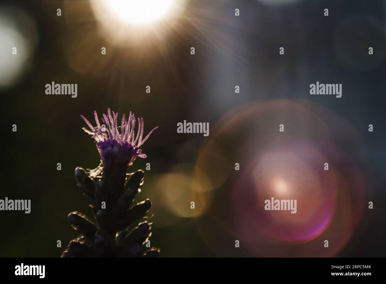 Macro plan de jolie lumière frappant le haut de la fleur violette Banque D'Images