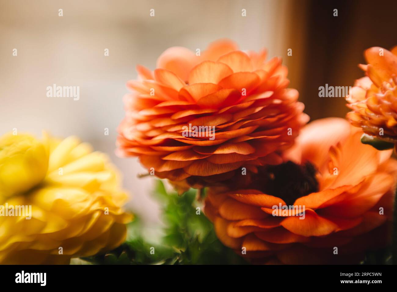Jusqu'à près fleurs de ranunculus orange et jaune dans la lumière de fenêtre à l'intérieur Banque D'Images Jusqu'à près fleurs de ranunculus orange et jaune dans la lumière de fenêtre à l'intérieur Banque D'Images