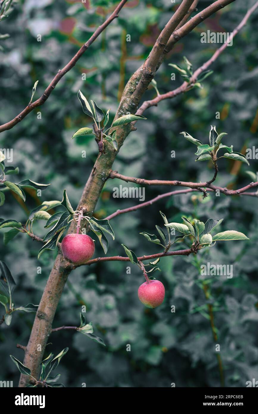 Pommes rouges fraîches sur un arbre dans le jardin Banque D'Images