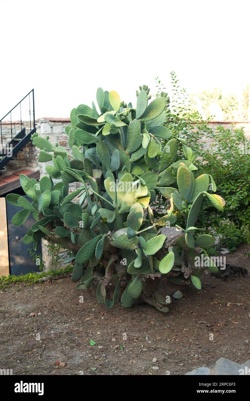 Ananas ou plante opuntia de la famille des cactus qui pousse dans les climats tropicaux, lieu Turquie Mugla Datca Banque D'Images