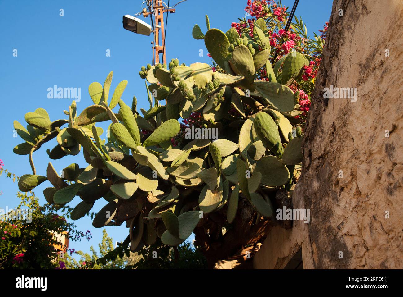 Ananas ou plante opuntia de la famille des cactus qui pousse dans les climats tropicaux, lieu Turquie Mugla Datca Banque D'Images