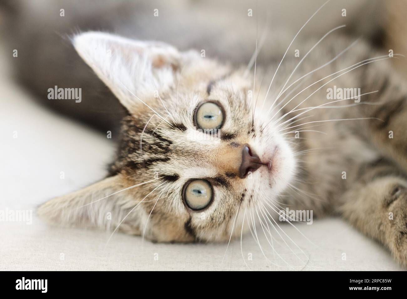 Un jeune chaton tabby se prélassant sur un coussin de couleur neutre Banque D'Images