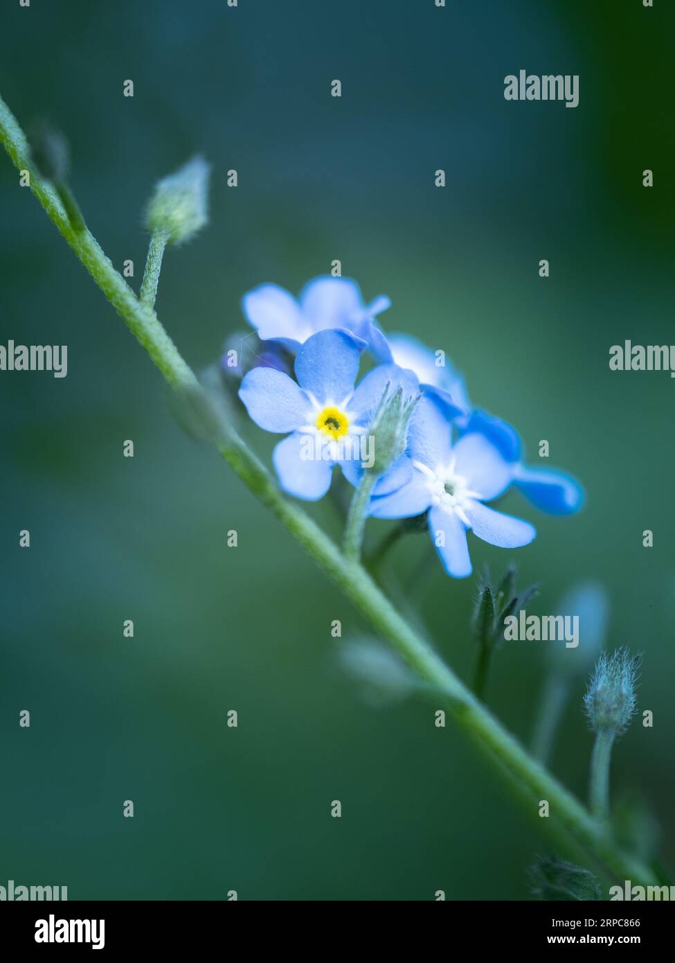 Grappe de fleurs bleues « gloire de la neige » au début du printemps. Banque D'Images