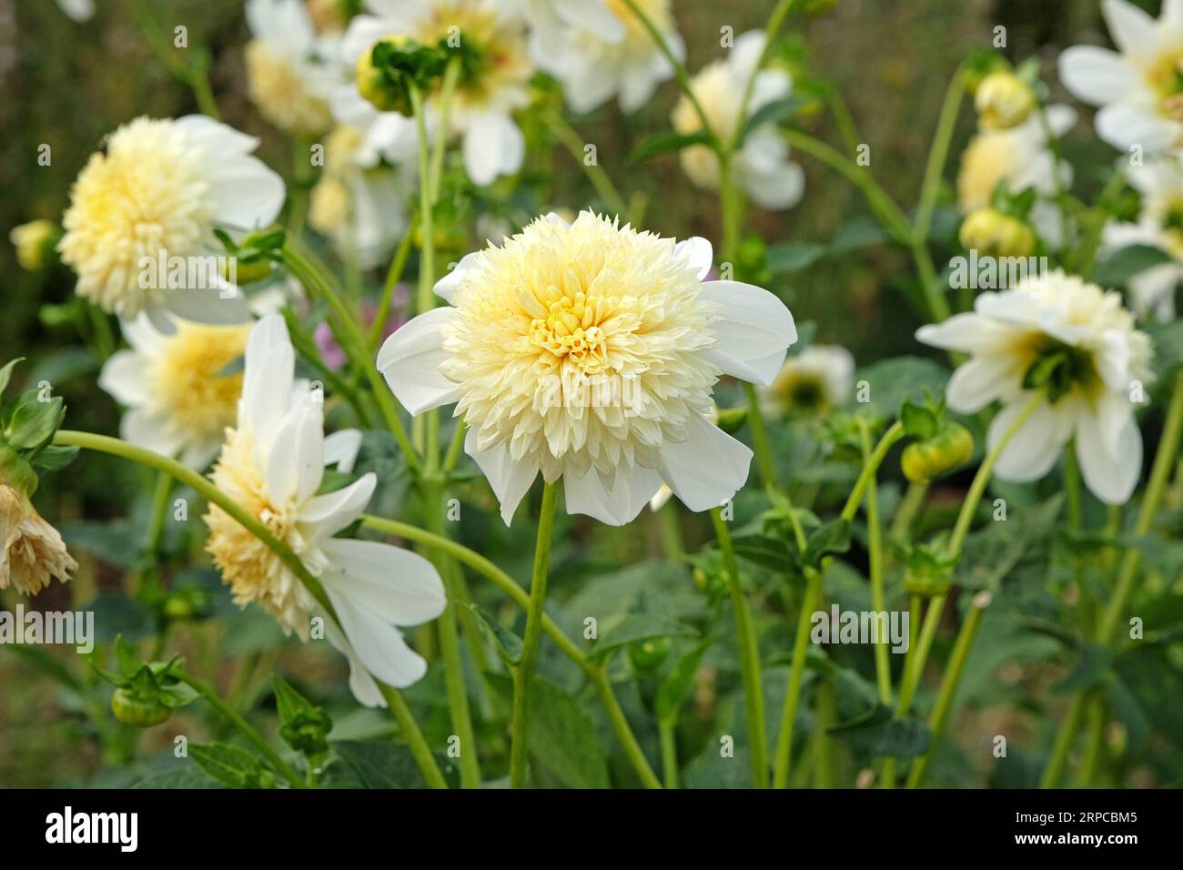 Anémone dahlia blanche et jaune 'Platinum Blonded' en fleur. Banque D'Images