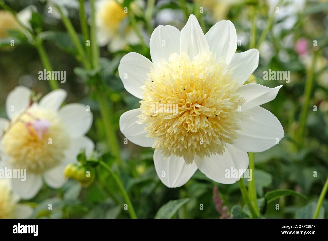Anémone dahlia blanche et jaune 'Platinum Blonded' en fleur. Banque D'Images