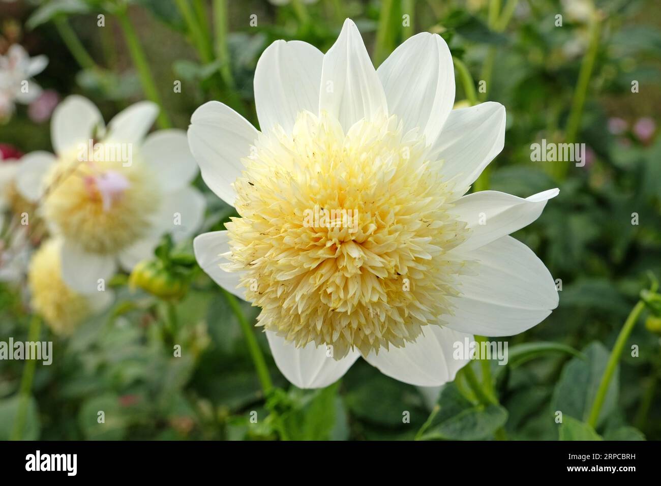 Anémone dahlia blanche et jaune 'Platinum Blonded' en fleur. Banque D'Images