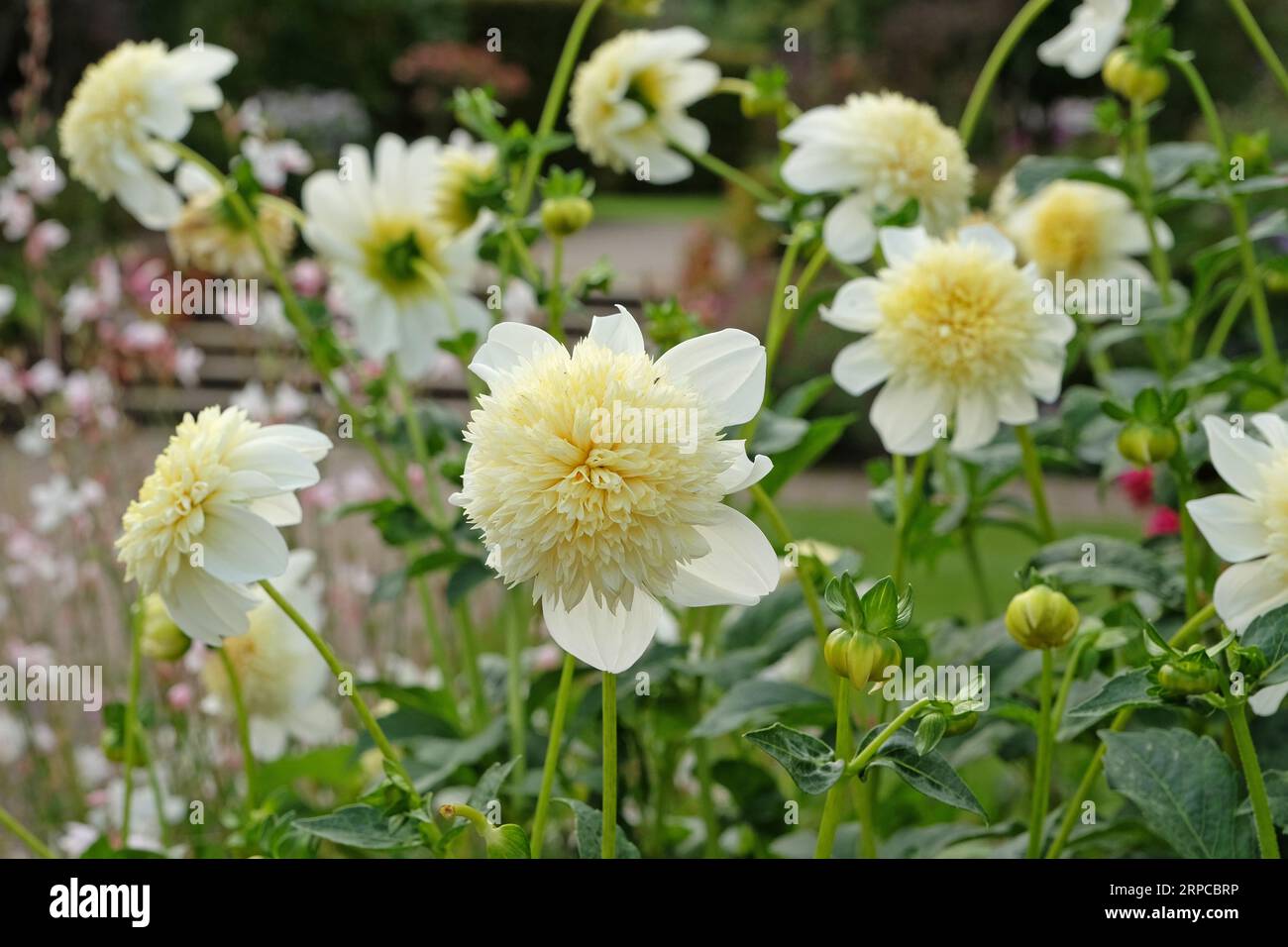 Anémone dahlia blanche et jaune 'Platinum Blonded' en fleur. Banque D'Images