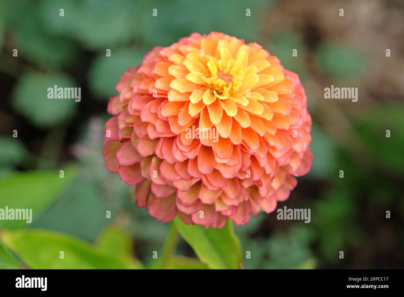 Zinnia elegans 'Queen Lime Orange' en fleur. Banque D'Images