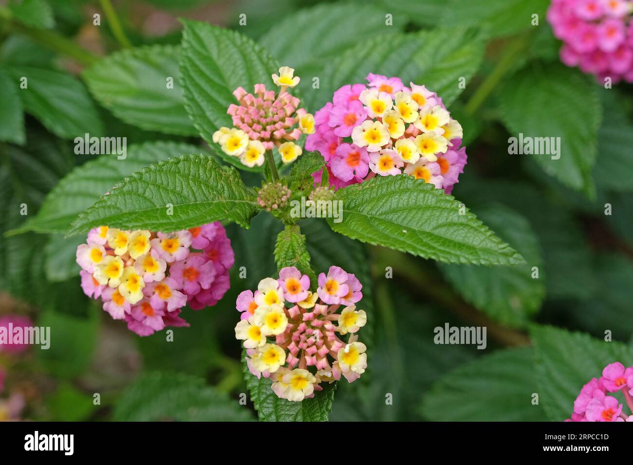 Rose et jaune Common Lantana Camera Evita Rose, également connue sous le nom de verveine arbustive, en fleur. Banque D'Images