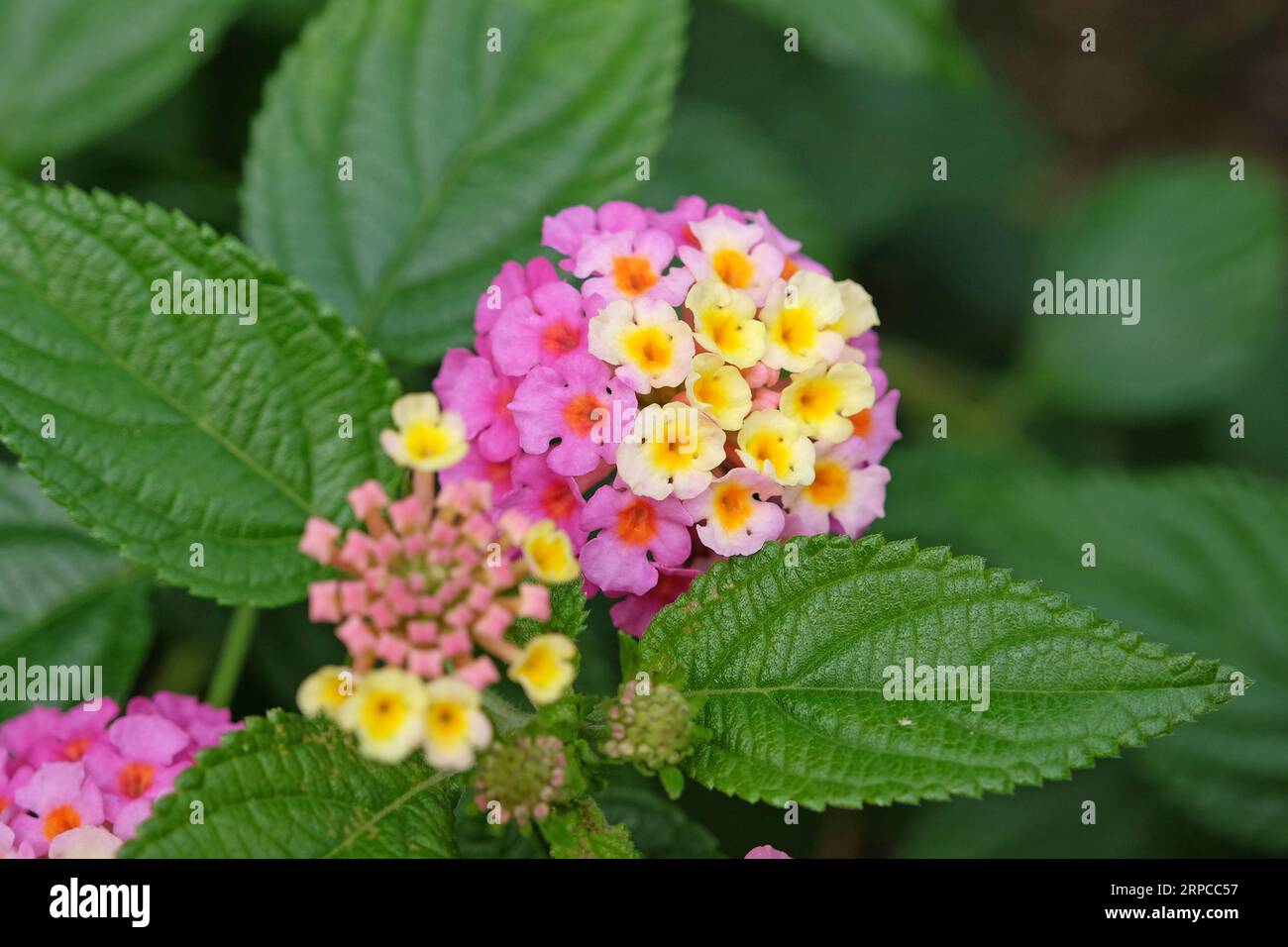 Rose et jaune Common Lantana Camera Evita Rose, également connue sous le nom de verveine arbustive, en fleur. Banque D'Images