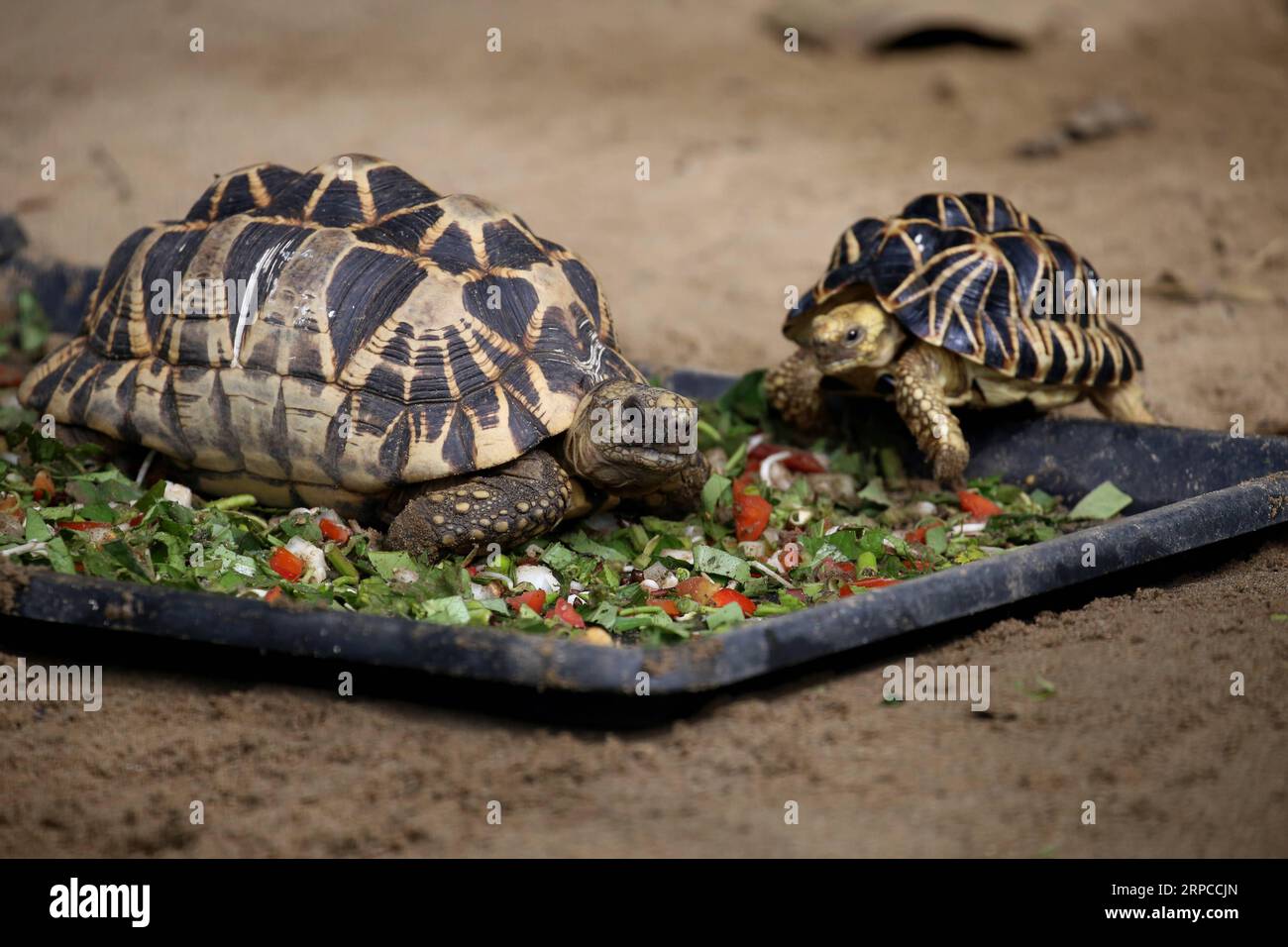 (190701) -- YANGON, 1 juillet 2019 -- les tortues étoilées mangent des légumes dans les jardins zoologiques de Yangon, Myanmar, 1 juillet 2019. Les régions de Mandalay, Sagaing et Magwe au centre du Myanmar sont les habitats de la tortue étoilée birmane menacée. Il a des motifs en forme d'étoile sur la carapace bombée. ) MYANMAR-YANGON-STAR TORTOISE UxAung PUBLICATIONxNOTxINxCHN Banque D'Images