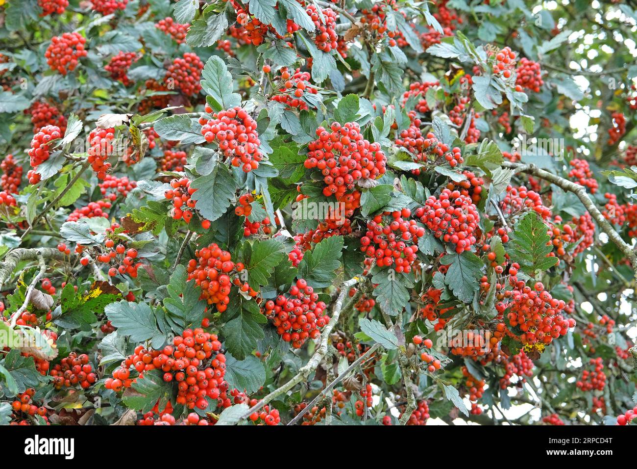 Les baies rouges du Sorbus hybrida rowan 'Gibbsii'. Banque D'Images