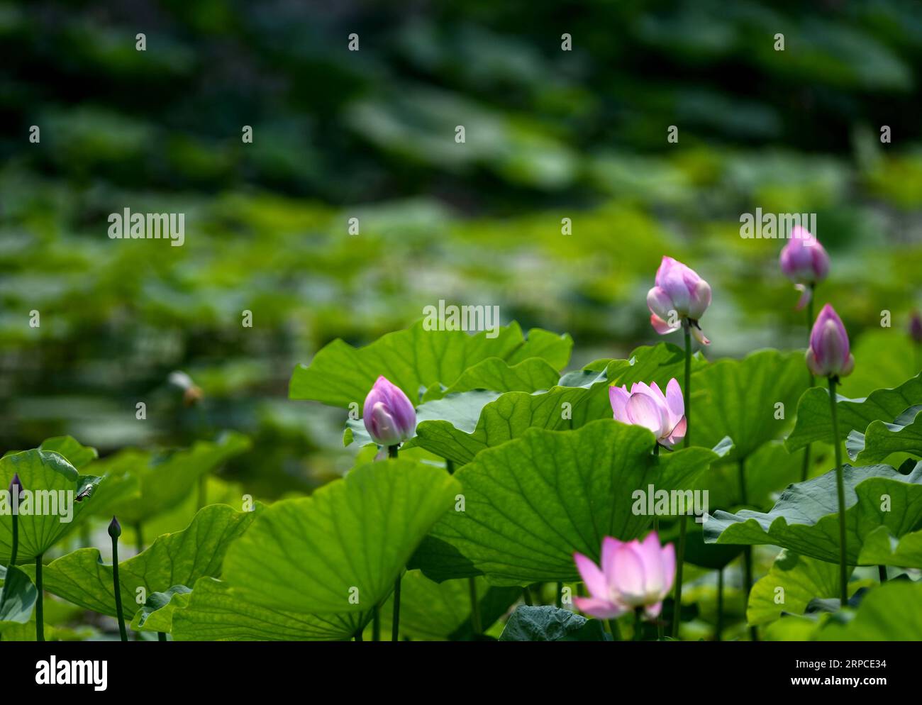 (190702) -- TIANJIN, 2 juillet 2019 -- une photo prise le 2 juillet 2019 montre des fleurs de lotus au lac Mati à l'Université Nankai dans le nord de la Chine à Tianjin.) CHINE-TIANJIN-FLEUR DE LOTUS (CN) YuexYuewei PUBLICATIONxNOTxINxCHN Banque D'Images