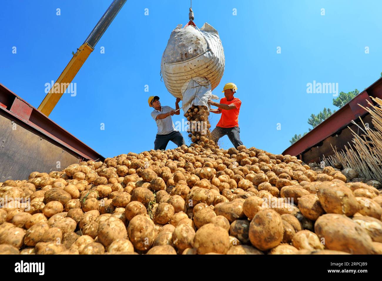 (190706) -- TANGSHAN, 6 juillet 2019 -- des agriculteurs chargent et transportent des pommes de terre dans le village de Xilianggezhuang, dans le canton de Hugezhuang, comté de Luannan, province du Hebei, dans le nord de la Chine, 6 juillet 2019. Les producteurs de pommes de terre locaux suivent un mode de production de la plante à la commande, qui vendent leurs produits en fonction des besoins des clients sur des marchés tels que Pékin et Tianjin. MU Yu) CHINA-HEBEI-AGRICULTURE-POTATO-BUSINESS (CN) MouxYu PUBLICATIONxNOTxINxCHN Banque D'Images