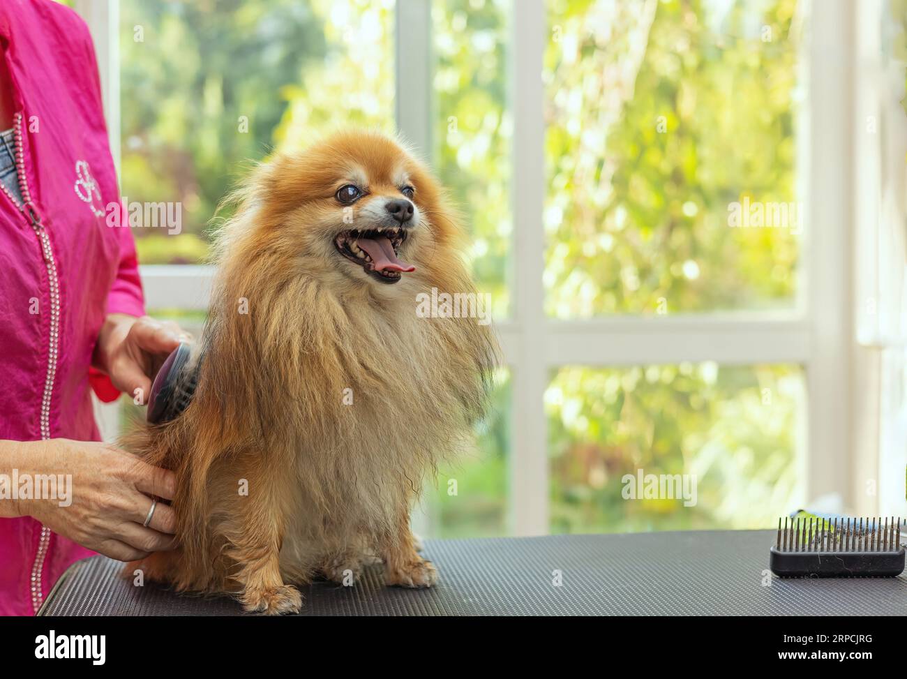 Souriant adorable chien de Poméranie est peigné debout sur la table. Horizontalement. Banque D'Images