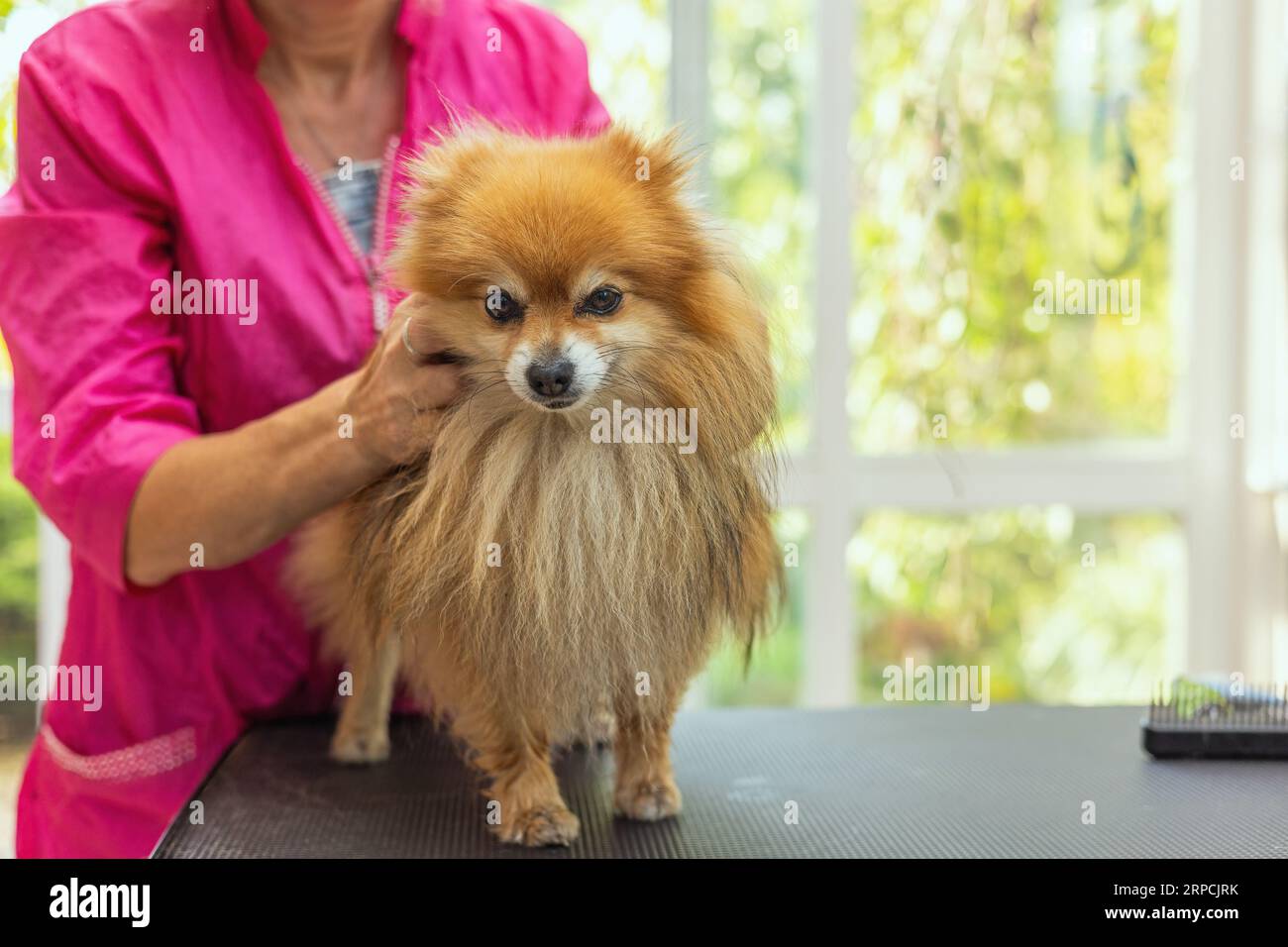 Chien Pomeranian est prêt pour le toilettage debout sur la table. Horizontalement. Banque D'Images