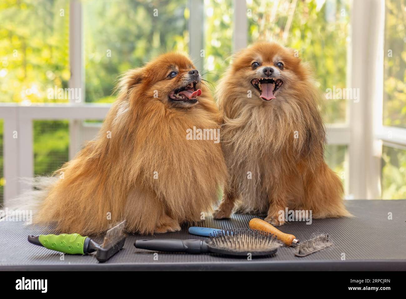 Adorable couple de chiens de Poméranie. posant sur la table. D'autres outils de toilettage pour chiens sont sur la table. Banque D'Images