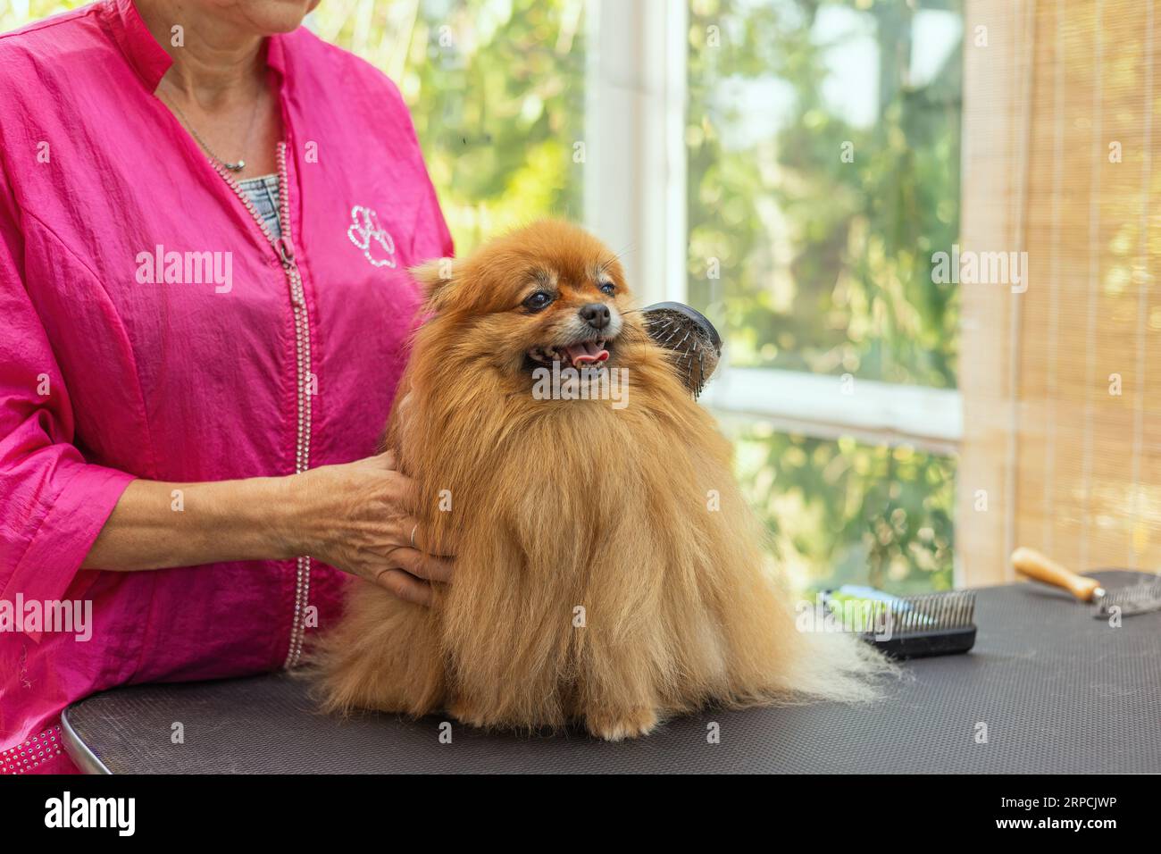 La femme peigne le chien Pomeranian. D'autres outils sont couchés sur la table. Horizontalement. Banque D'Images