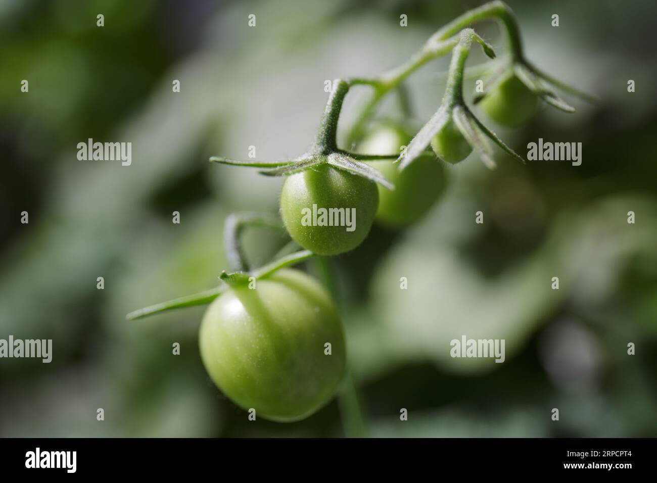 Tomates sur une branche. Tomates cerises vertes avec des feuilles sur une branche. Un bouquet de fruits de tomate sur un fond vert flou Banque D'Images