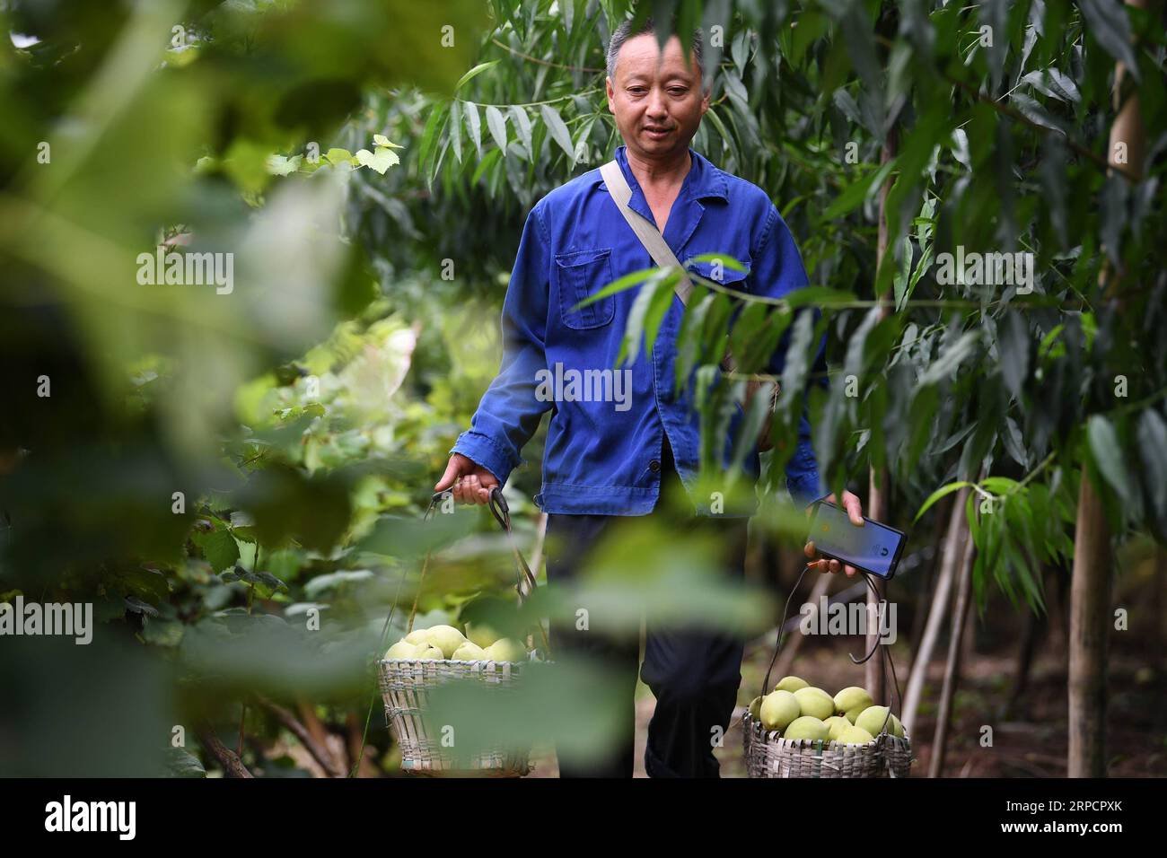 (190711) -- CHONGQING, le 11 juillet 2019 -- Un agriculteur transporte des pêches dans le village de Xianchi, dans le district de Banan, au sud-ouest de la Chine, à Chongqing, le 11 juillet 2019. Au cours des dernières années, Xianchi Village, suivant les conseils des autorités locales, s'est consacré au développement de l'industrie de plantation de pêches grâce aux efforts conjoints des entreprises, des bases de plantation et des ménages, comme un coup de pouce à l'économie rurale et aux revenus des agriculteurs. CHINE-CHONGQING-BANAN-PÊCHE-DÉVELOPPEMENT RURAL (CN) WANGXQUANCHAO PUBLICATIONXNOTXINXCHN Banque D'Images