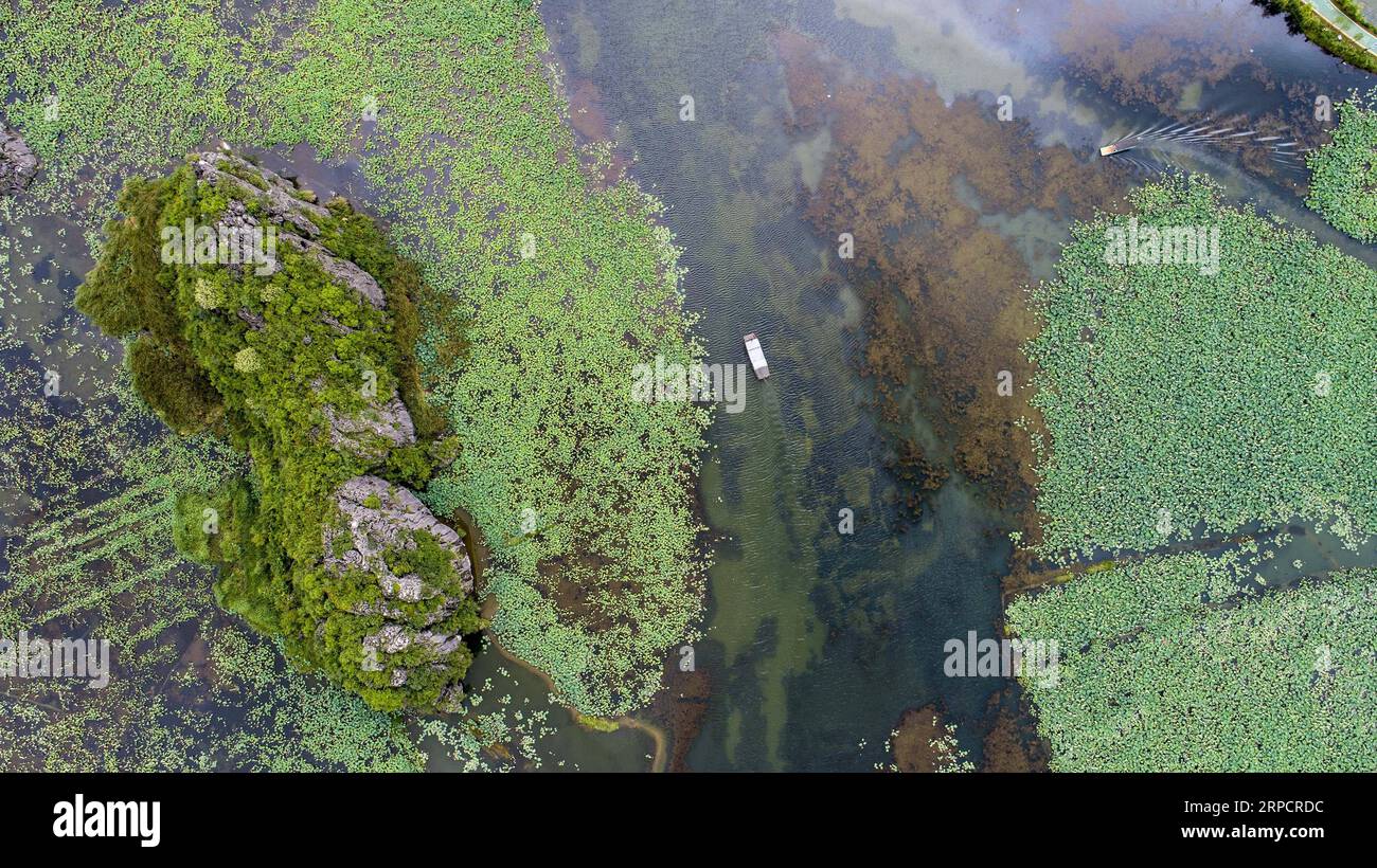 (190712) -- QIUBEI, 12 juillet 2019 -- une photo aérienne prise le 11 juillet 2019 montre des touristes qui prennent un bateau pour voir des fleurs de lotus dans le parc national des zones humides de Puzhehehei dans le comté de Qiubei, dans le sud-ouest de la province du Yunnan.) CHINA-YUNNAN-QIUBEI-PUZHEHEHEI PARC NATIONAL DES ZONES HUMIDES (CN) JIANGXWENYAO PUBLICATIONXNOTXINXCHN Banque D'Images