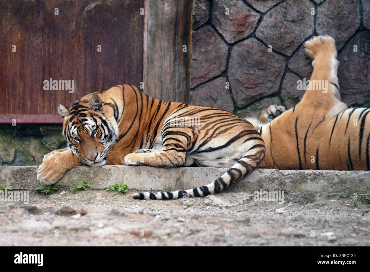 (190712) -- HAILIN, 12 juillet 2019 -- les tigres de Sibérie reposent dans le parc à tigres de Sibérie du centre d'élevage de félins chinois Hengdaohezi à Hailin, dans le nord-est de la province de Heilongjiang, le 11 juillet 2019.) CHINE-HEILONGJIANG-SUMMER-TIGRES DE SIBÉRIE (CN) WANGXJIANWEI PUBLICATIONXNOTXINXCHN Banque D'Images