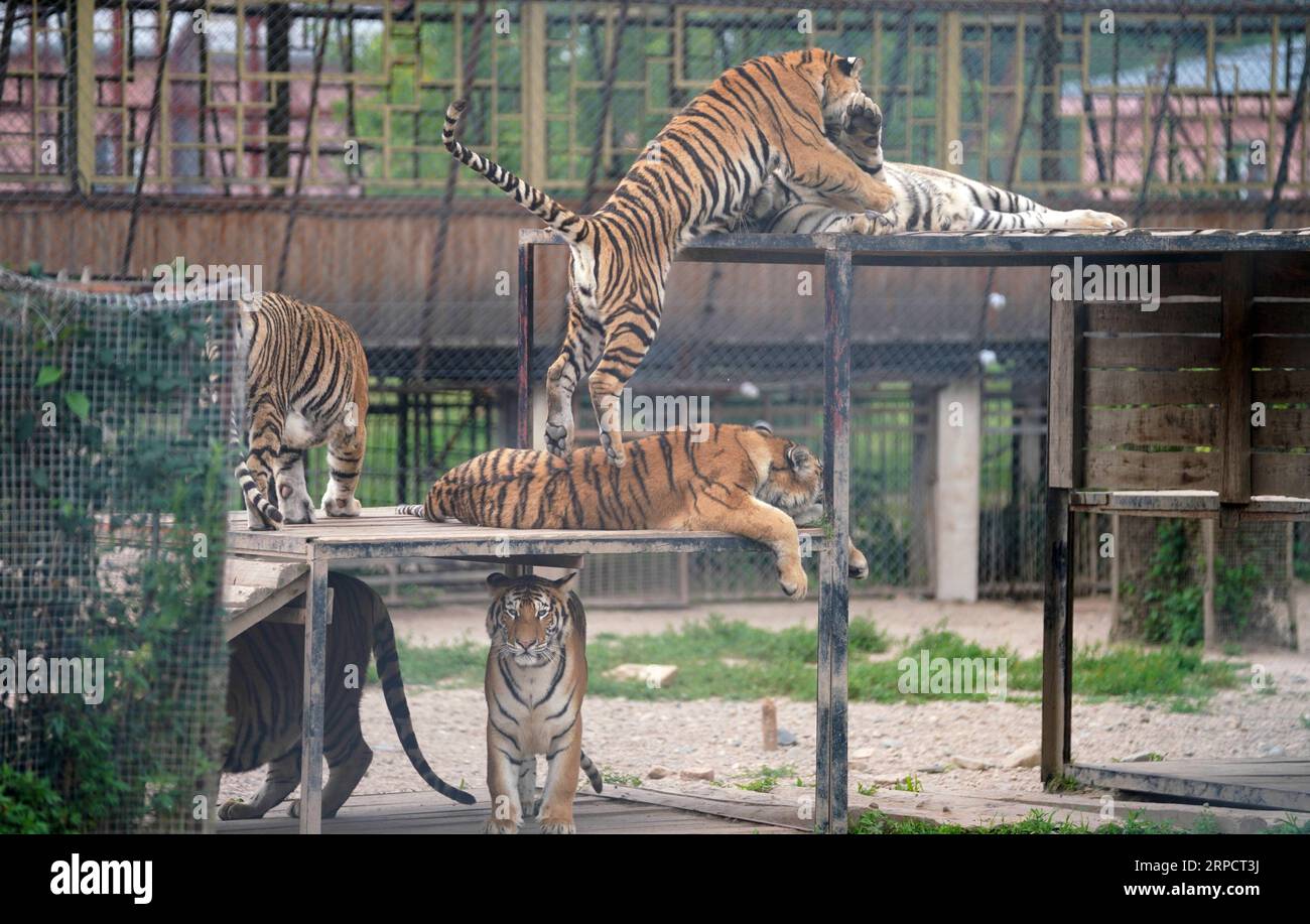 (190712) -- HAILIN, 12 juillet 2019 -- les tigres de Sibérie reposent dans le parc à tigres de Sibérie du centre d'élevage de félins chinois Hengdaohezi à Hailin, dans le nord-est de la province de Heilongjiang, le 12 juillet 2019.) CHINE-HEILONGJIANG-SUMMER-TIGRES DE SIBÉRIE (CN) WANGXJIANWEI PUBLICATIONXNOTXINXCHN Banque D'Images