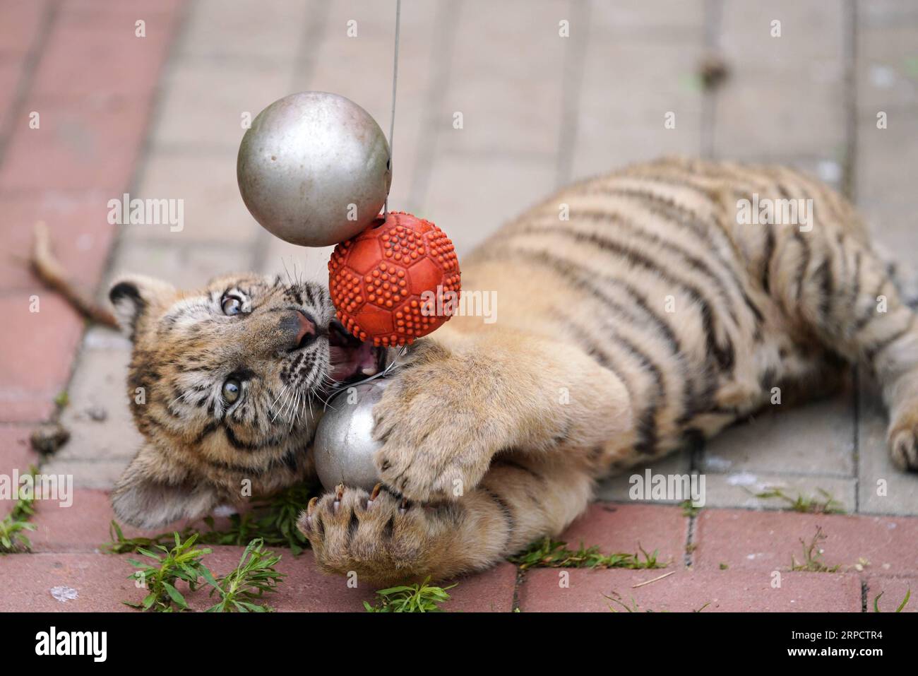 (190713) -- HAILIN, le 13 juillet 2019 -- Un petit tigre de Sibérie joue au bal au parc à tigres de Sibérie du centre d'élevage de félins chinois Hengdaohezi à Hailin, dans le nord-est de la province de Heilongjiang, le 12 juillet 2019. Plus de 30 petits tigres sibériens sont nés dans le parc à partir de la fin de février de cette année. ) CHINA-HEILONGJIANG-HAILIN-SIBERIAN TIGER CUB (CN) WANGXJIANWEI PUBLICATIONXNOTXINXCHN Banque D'Images