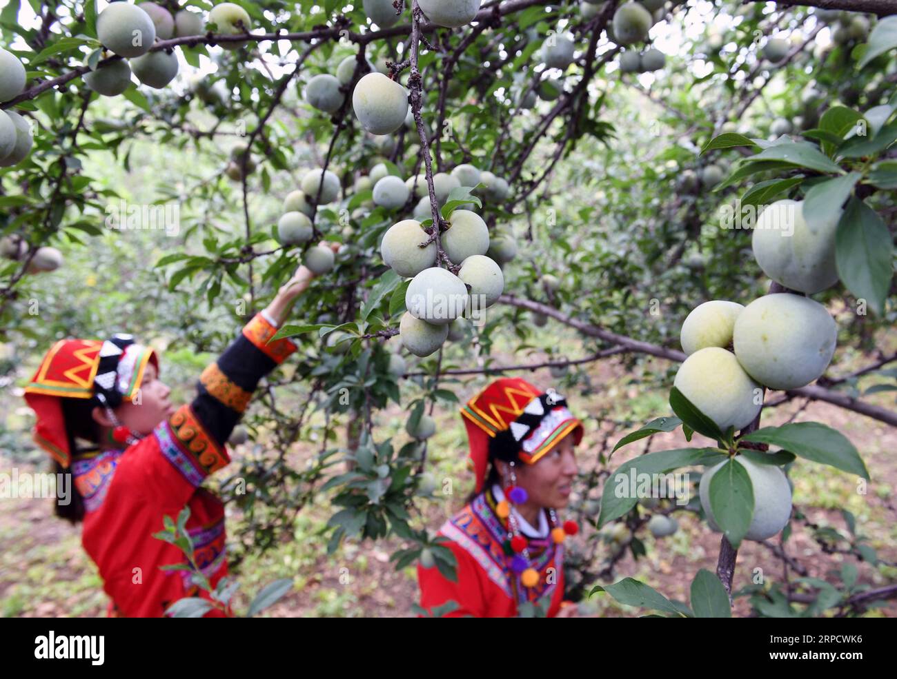 (190714) -- YUANMOU, 14 juillet 2019 -- des femmes du groupe ethnique Yi cueillent des fruits dans le village de Xinping, dans le canton de Xinhua, dans le comté de Yuanmou, dans le sud-ouest de la Chine, province du Yunnan, 13 juillet 2019.) CHINA-YUNNAN-YUANMOU-FRUIT-HARVEST (CN) YANGXZONGYOU PUBLICATIONXNOTXINXCHN Banque D'Images