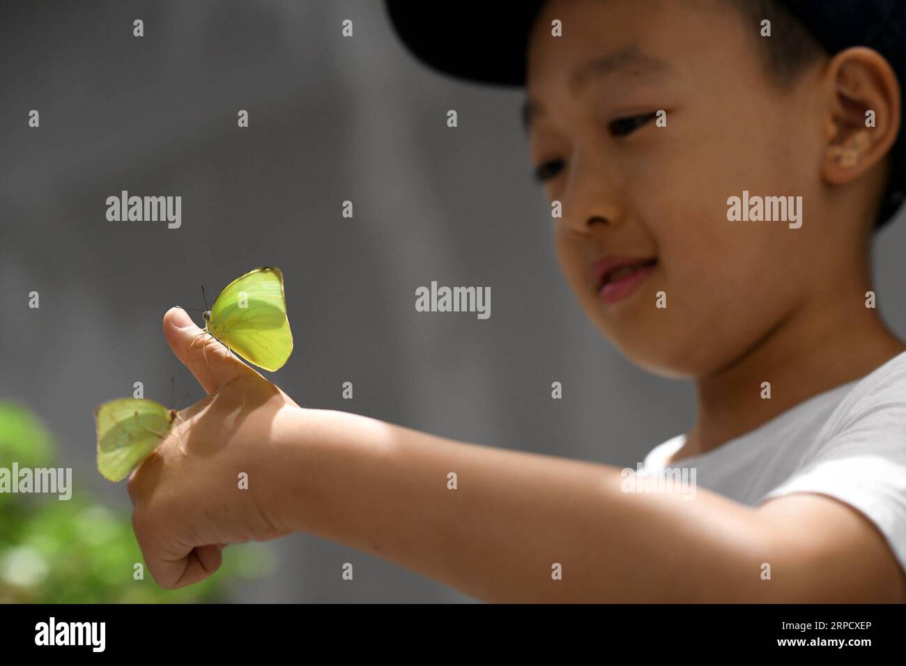 (190715) -- XI AN, 15 juillet 2019 -- Un enfant voit des papillons au musée d'art contemporain Xi an à Xi an, dans la province du Shaanxi, au nord-ouest de la Chine, le 14 juillet 2019. Une exposition d insectes a eu lieu à Xi an pour populariser les connaissances scientifiques et enrichir la vie des enfants pendant les vacances d été. CHINA-XI AN-SUMMER VACATION-ACTIVITY (CN) LIXYIBO PUBLICATIONXNOTXINXCHN Banque D'Images