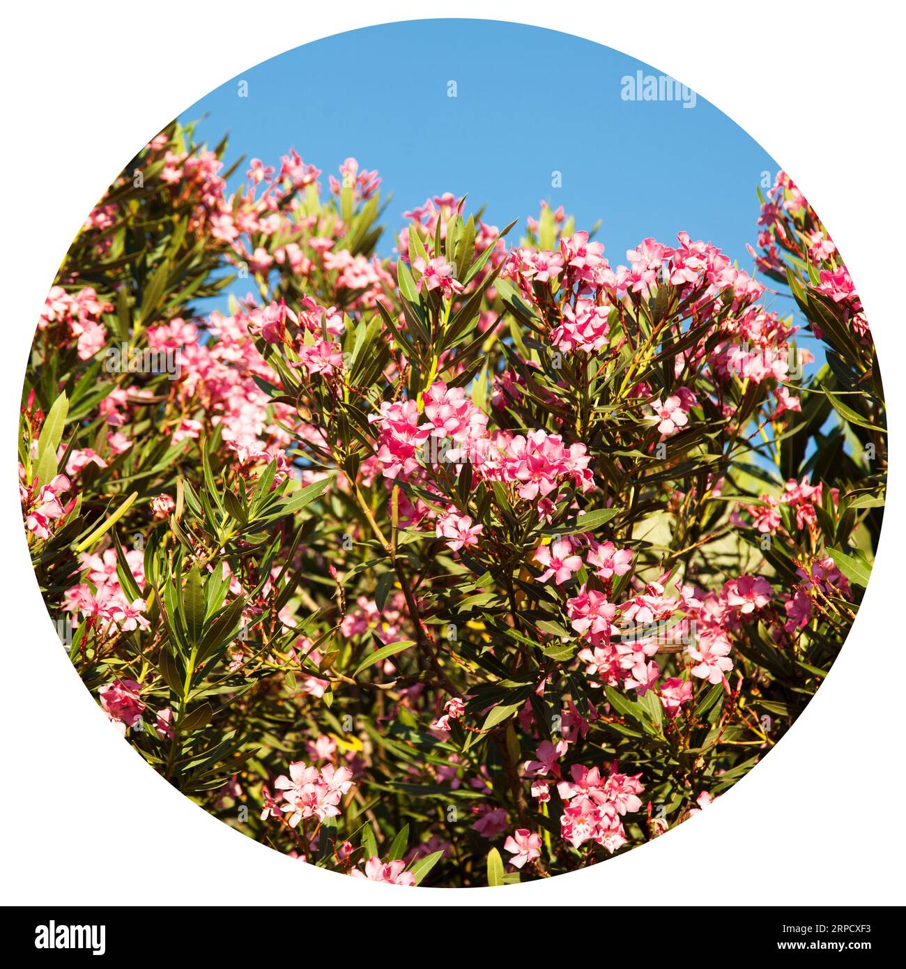 Plante de Laurier rose et ciel bleu avec ses fleurs roses toujours fraîches qui ne tombent jamais Banque D'Images