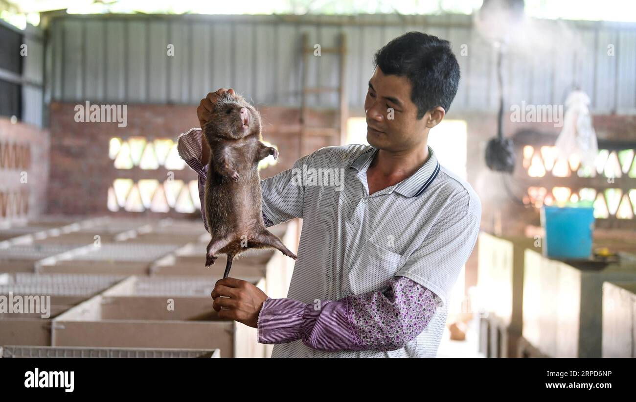 (190725) -- QINZHOU, 25 juillet 2019 -- l'agriculteur Lin Jinghong examine un rat en bambou dans la ville de Qinzhou, dans la région autonome de Guangxi Zhuang, dans le sud de la Chine, le 24 juillet 2019. L élevage de rats en bambou, qui ont une grande valeur économique, aide la famille Lin à sortir de la pauvreté. Lin s revenu annuel a atteint 100 000 yuans (14 552 dollars américains) ces dernières années. ) CHINE-GUANGXI-BAMBOU RAT-ÉLEVAGE (CN) ZHANGXAILIN PUBLICATIONXNOTXINXCHN Banque D'Images