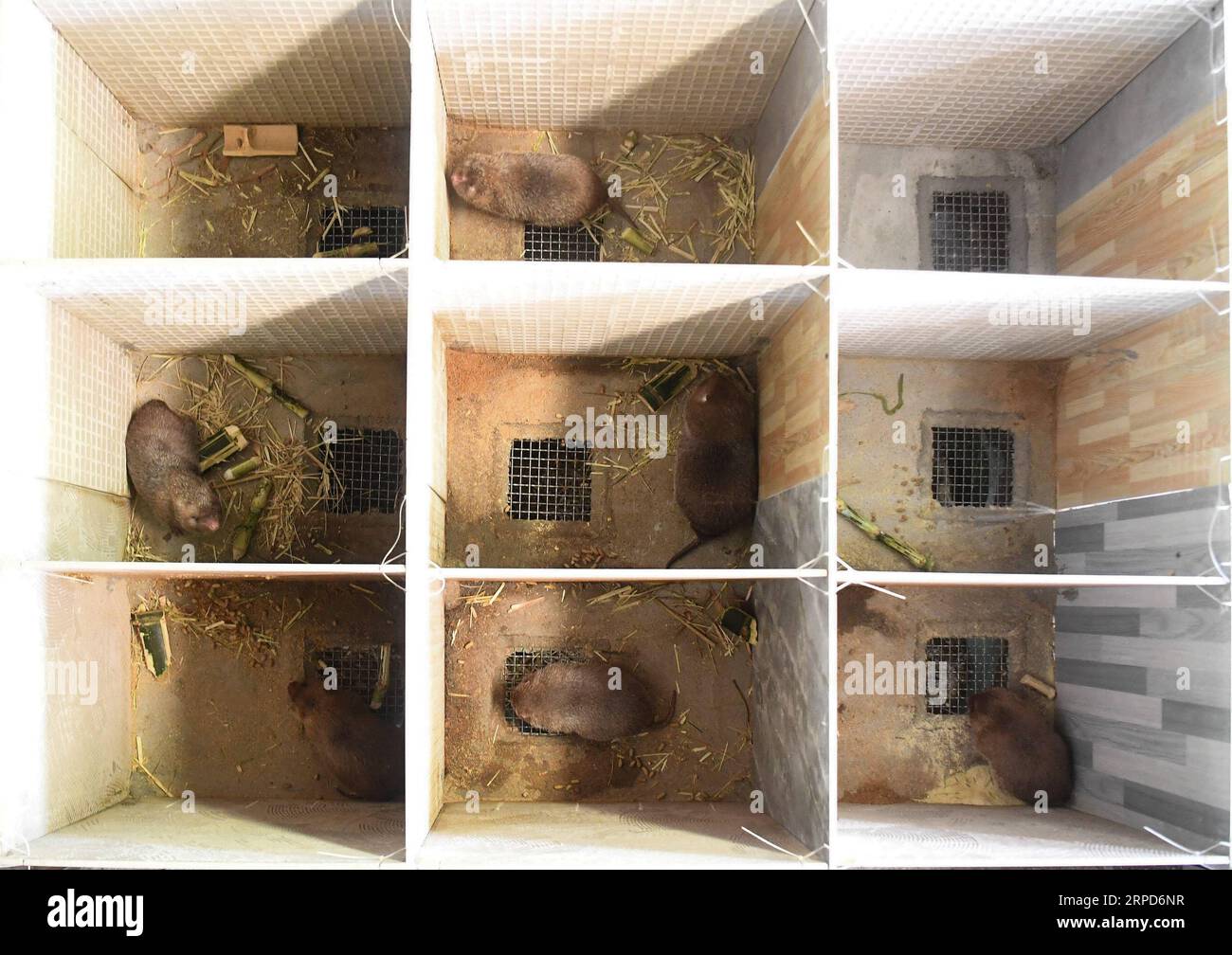 (190725) -- QINZHOU, 25 juillet 2019 -- une photo prise le 24 juillet 2019 montre des rats en bambou élevés par Lin Jinghong dans la ville de Qinzhou, dans la région autonome de Guangxi Zhuang, dans le sud de la Chine. L élevage de rats en bambou, qui ont une grande valeur économique, aide la famille Lin à sortir de la pauvreté. Lin s revenu annuel a atteint 100 000 yuans (14 552 dollars américains) ces dernières années. ) CHINE-GUANGXI-BAMBOU RAT-ÉLEVAGE (CN) ZHANGXAILIN PUBLICATIONXNOTXINXCHN Banque D'Images