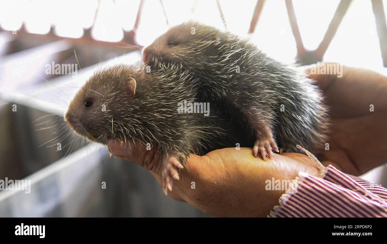 (190725) -- QINZHOU, 25 juillet 2019 -- l'agriculteur Lin Jinghong soigne un rat en bambou dans la ville de Qinzhou, dans la région autonome de Guangxi Zhuang, dans le sud de la Chine, le 24 juillet 2019. L élevage de rats en bambou, qui ont une grande valeur économique, aide la famille Lin à sortir de la pauvreté. Lin s revenu annuel a atteint 100 000 yuans (14 552 dollars américains) ces dernières années. ) CHINE-GUANGXI-BAMBOU RAT-ÉLEVAGE (CN) ZHANGXAILIN PUBLICATIONXNOTXINXCHN Banque D'Images