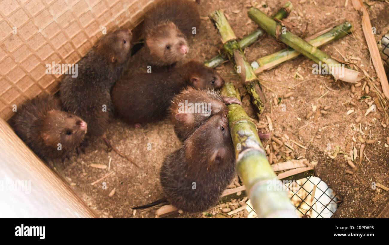 (190725) -- QINZHOU, 25 juillet 2019 -- une photo prise le 24 juillet 2019 montre des rats en bambou élevés par Lin Jinghong dans la ville de Qinzhou, dans la région autonome de Guangxi Zhuang, dans le sud de la Chine. L élevage de rats en bambou, qui ont une grande valeur économique, aide la famille Lin à sortir de la pauvreté. Lin s revenu annuel a atteint 100 000 yuans (14 552 dollars américains) ces dernières années. ) CHINE-GUANGXI-BAMBOU RAT-ÉLEVAGE (CN) ZHANGXAILIN PUBLICATIONXNOTXINXCHN Banque D'Images