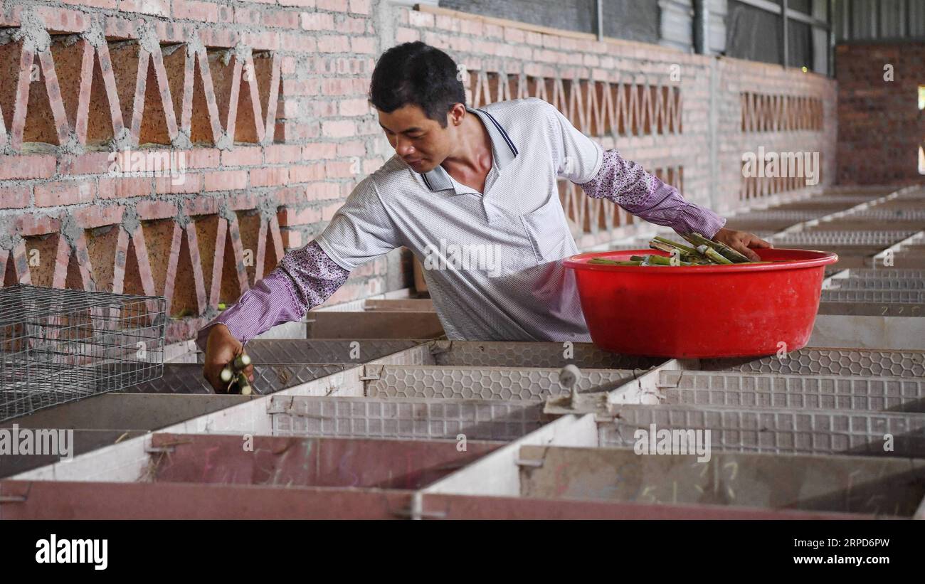 (190725) -- QINZHOU, 25 juillet 2019 -- l'agriculteur Lin Jinghong nourrit des rats en bambou dans la ville de Qinzhou, dans la région autonome de Guangxi Zhuang, dans le sud de la Chine, le 24 juillet 2019. L élevage de rats en bambou, qui ont une grande valeur économique, aide la famille Lin à sortir de la pauvreté. Lin s revenu annuel a atteint 100 000 yuans (14 552 dollars américains) ces dernières années. ) CHINE-GUANGXI-BAMBOU RAT-ÉLEVAGE (CN) ZHANGXAILIN PUBLICATIONXNOTXINXCHN Banque D'Images