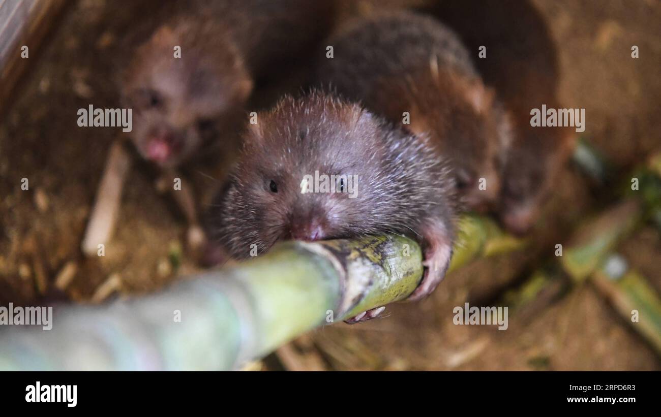 (190725) -- QINZHOU, 25 juillet 2019 -- une photo prise le 24 juillet 2019 montre des rats en bambou élevés par Lin Jinghong dans la ville de Qinzhou, dans la région autonome de Guangxi Zhuang, dans le sud de la Chine. L élevage de rats en bambou, qui ont une grande valeur économique, aide la famille Lin à sortir de la pauvreté. Lin s revenu annuel a atteint 100 000 yuans (14 552 dollars américains) ces dernières années. ) CHINE-GUANGXI-BAMBOU RAT-ÉLEVAGE (CN) ZHANGXAILIN PUBLICATIONXNOTXINXCHN Banque D'Images