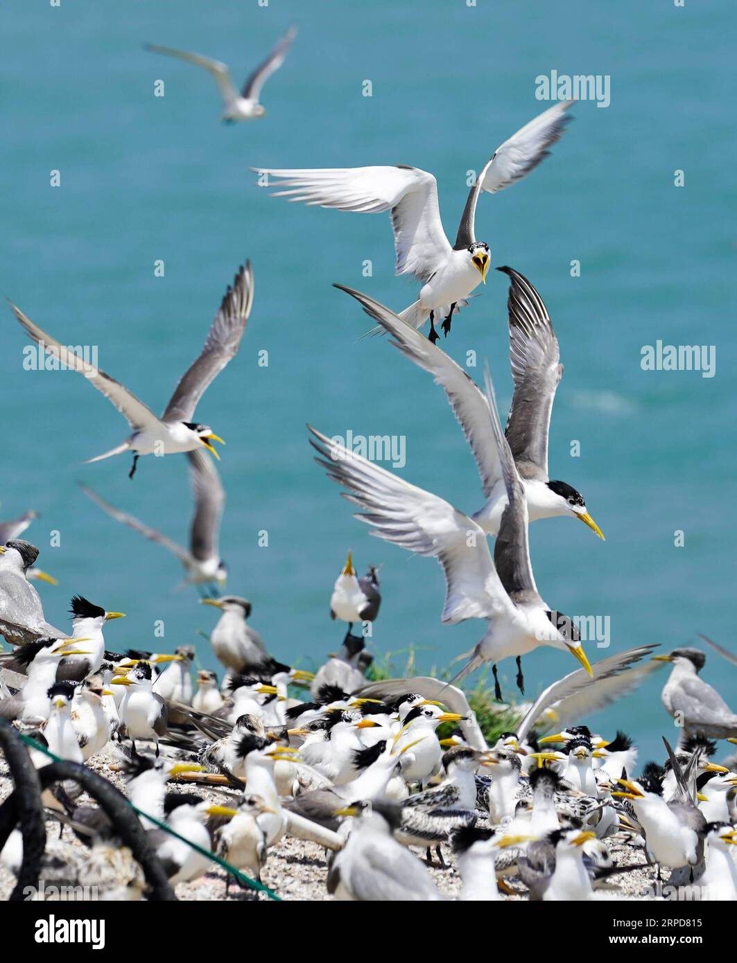 (190726) -- NINGBO, le 26 juillet 2019 -- des sternes à crête chinoise et des grandes sternes à crête sont observées dans la réserve naturelle de l'île de Jiushan, dans la province du Zhejiang de l'est de la Chine, le 24 juillet 2019. De juillet 24 à juillet 26, un total de 34 chercheurs et bénévoles chinois et américains sur les oiseaux de mer ont bagué les sternes à crête dans la réserve naturelle de l'île de Jiushan pour en apprendre davantage sur le modèle de migration des oiseaux, parmi lesquels certaines sont des sternes à crête chinoises, les espèces de sternes les plus menacées au monde. De nos jours, la population de sternes chinoises rares à crête a dépassé 100. ) CHINA-ZHEJIANG-NINGBO-CHINESE CRESTED TERN (CN) YINXXIAOSHENG BLI Banque D'Images