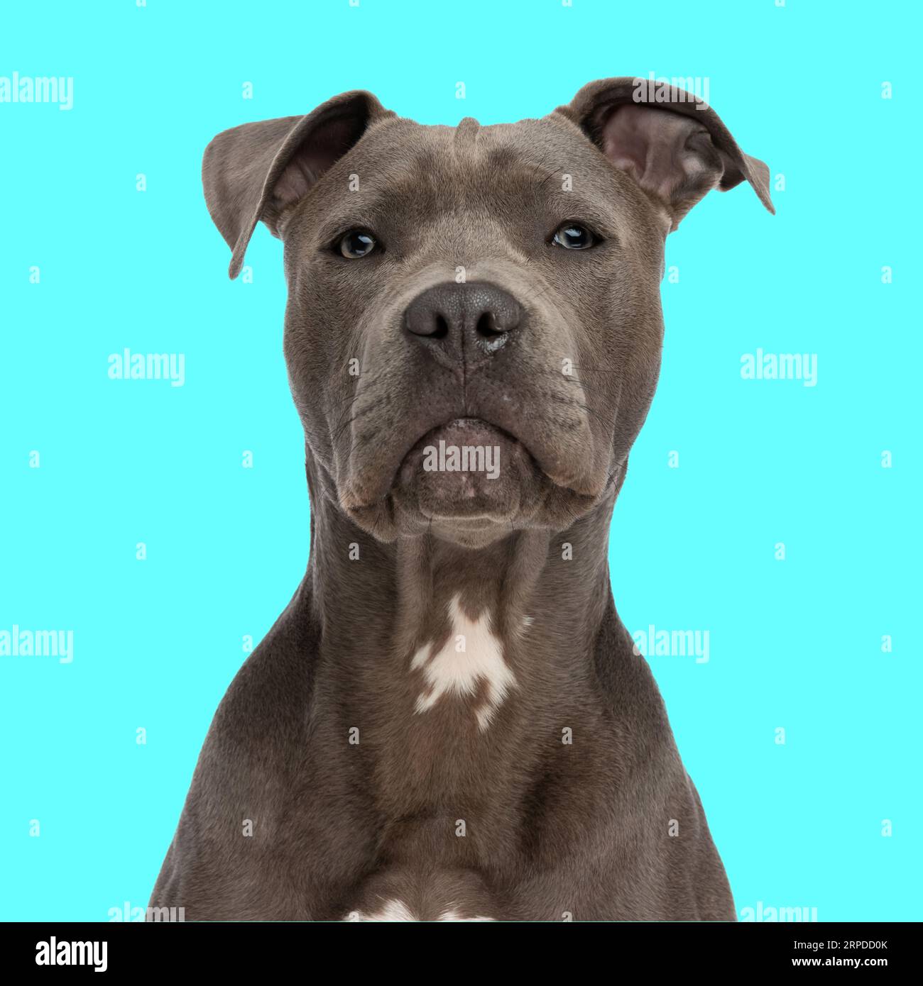 mignon chien amstaff regardant vers l'avant et assis devant le fond bleu dans le studio Banque D'Images